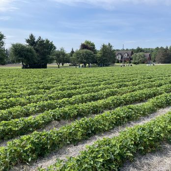 Stonehaven Farms - rows of crops in a field - Farmers Market Near Me - Campbellville, Ontario