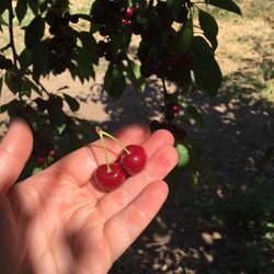 Coulter Farms Market - So many types of cherries