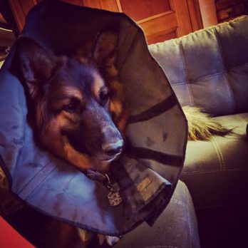 AV Veterinary Center - Veterinarians Near Me - Lancaster, California AV Veterinary Center - Veterinarians Near Me - Lancaster, California