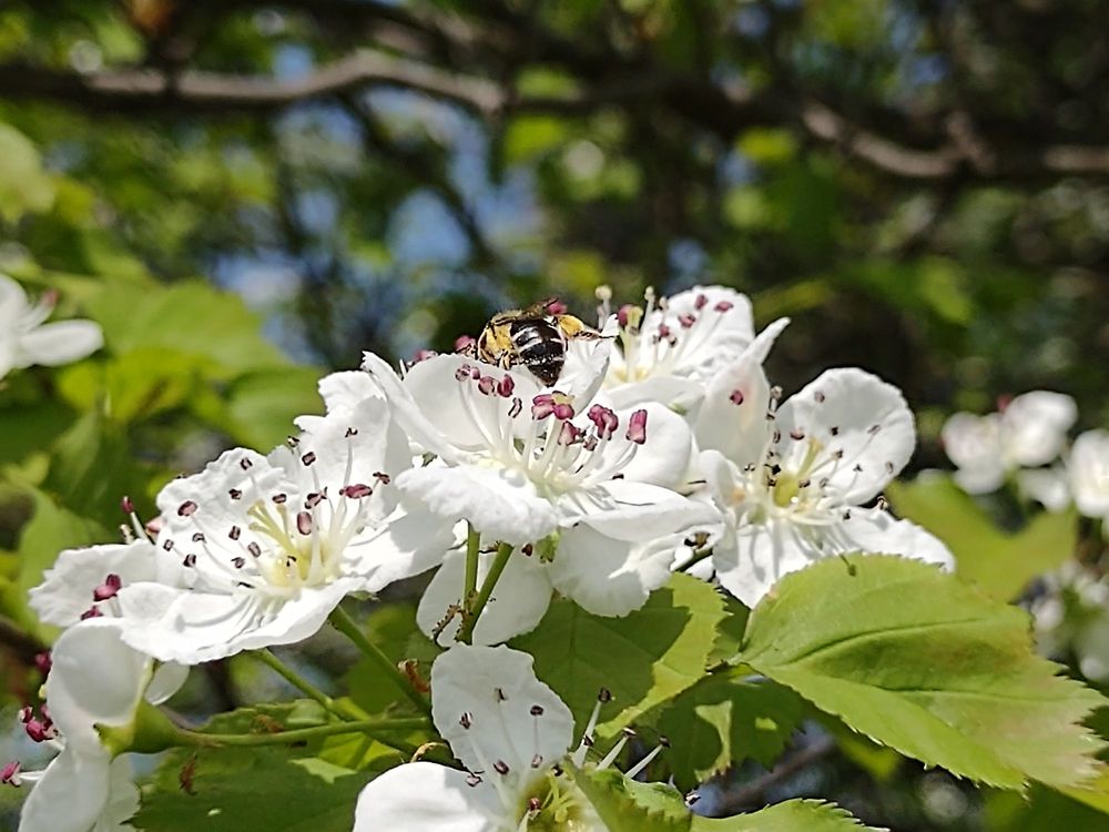 Social spots from Inglenook Park