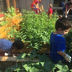 Early Steps Bilingual Preschool - Children learn to grow veggies
