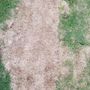 Photo of 2nd Generation Lawn Services