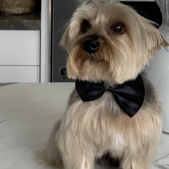 Doggie's Groom Mobile - Pet Groomers Near Me Doggie's Groom Mobile - Pet Groomers Near Me