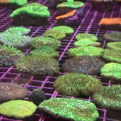 Harry’s Marine Life - Gardena