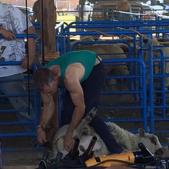 Lambtown USA - Sheep shearing, lamb eatting and wool spinning knits together for a good time! - Festivals Near Me - Dixon, California