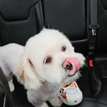 Yuppie Puppie - Pet Boarding Near Me - Roselle, Illinois