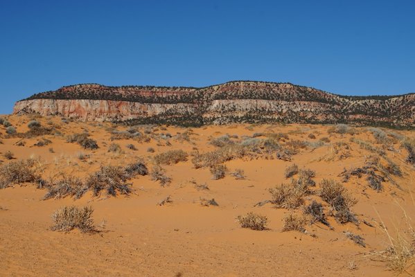 Coral Pink Sand Dunes State Park by null