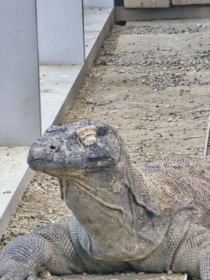 Haus des Meeres (House of the Sea) by null