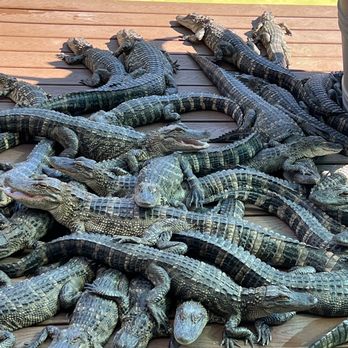 Gatorland - Zoos Near Me - Orlando, Florida Gatorland - Zoos Near Me - Orlando, Florida