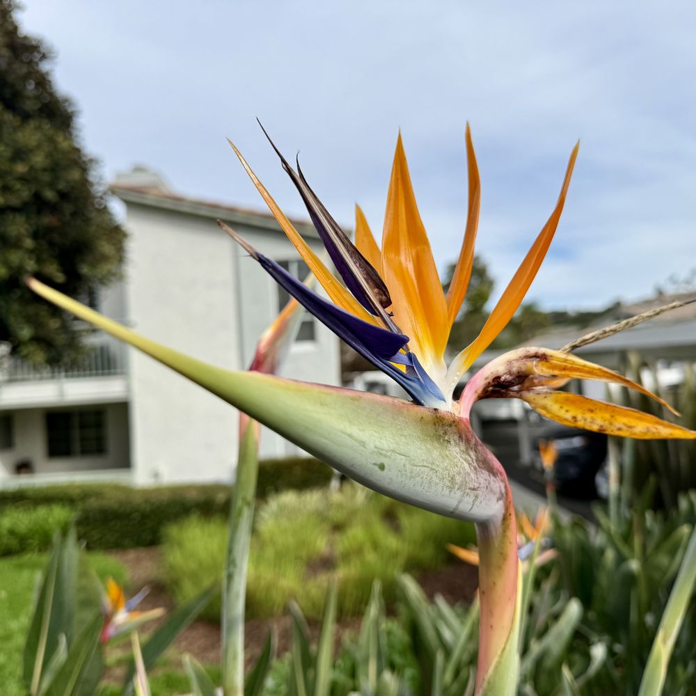 Marea - Bird of Paradise. - Apartments Near Me - Dana Point, California Marea - Bird of Paradise. - Apartments Near Me - Dana Point, California
