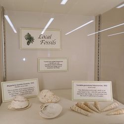 Poway Branch Library - Fossil display