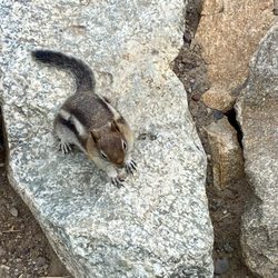 Inspiration Point - He was following me, looking for food!