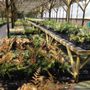Photo of Frank's Perennial Border