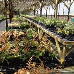 Frank's Perennial Border