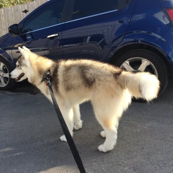 Demi's Dog House - Pet Sitting Near Me - Houston, Texas Demi's Dog House - Pet Sitting Near Me - Houston, Texas