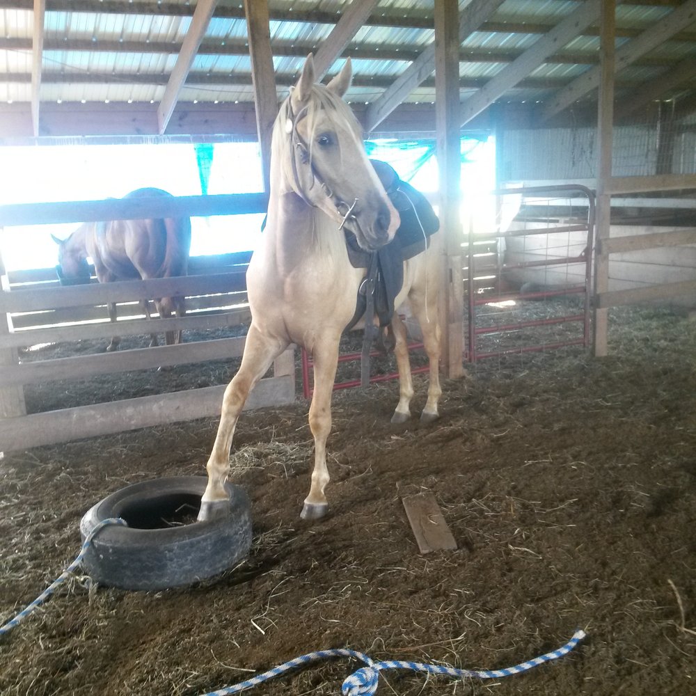Mountain View Horse Park Logo