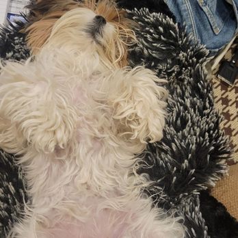 Yoli's Yorkies - Pet Breeders Near Me Yoli's Yorkies - Pet Breeders Near Me