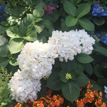 Garfield Park Conservatory - Pretty white Hydrangeas. - Parks Near Me - Chicago, Illinois