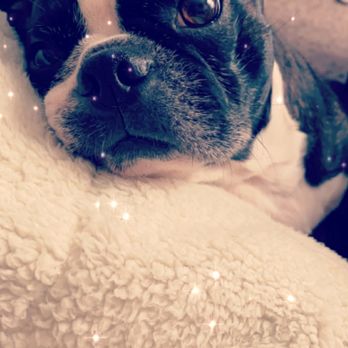 Eternity Acres Pet Crematory - This is Allie, she was my 9 year old Boston Terrier. She crossed over the rainbow bridge on the 18th of April. - Pet Cremation Services Near Me - Wingo, Kentucky Eternity Acres Pet Crematory - This is Allie, she was my 9 year old Boston Terrier. She crossed over the rainbow bridge on the 18th of April. - Pet Cremation Services Near Me - Wingo, Kentucky