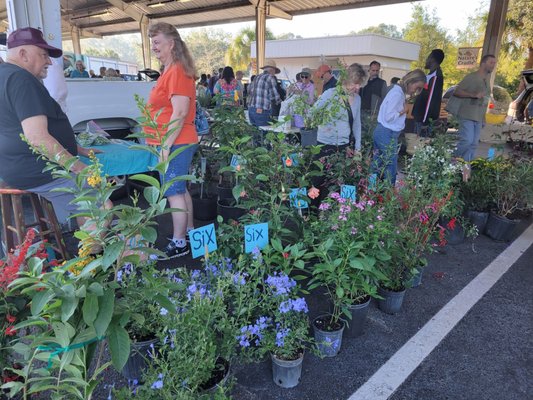 Alachua County Farmers' Market by null