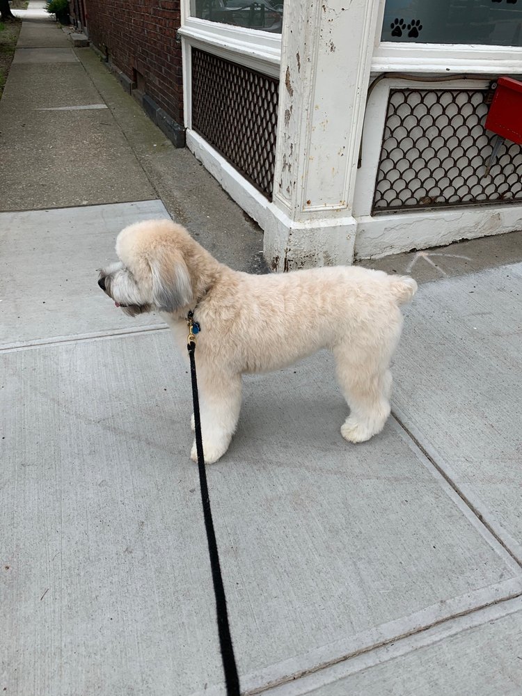 HAPPY TAILS GROOMING SALON Updated September 2024 17 Photos & 27