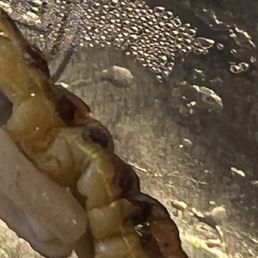 HUGE BUG