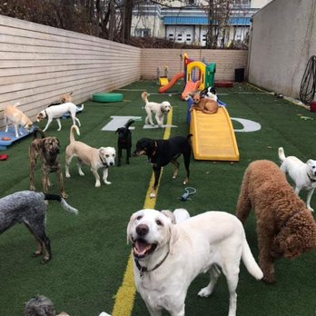 Pet Castle Resort - Pet Boarding Near Me - Langhorne, Pennsylvania