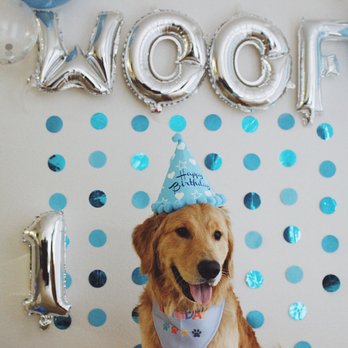 North West Canine Cakes - Pet Stores Near Me North West Canine Cakes - Pet Stores Near Me