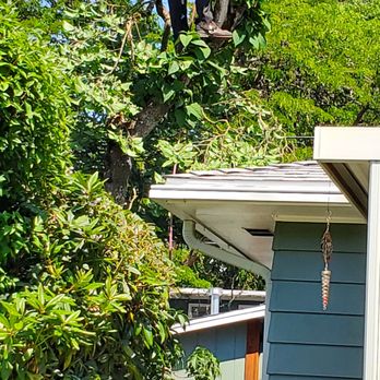 Arborpro Tree Experts - Tree Services Near Me - Lake Oswego, Oregon Arborpro Tree Experts - Tree Services Near Me - Lake Oswego, Oregon