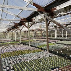 Succulent Gardens - Thousands of options!