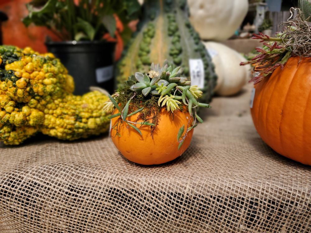 THE COUNTRY BARN GARDEN & FARM MARKET Updated October 2024 46