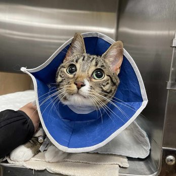 VCA ASEC - Our cat, Kumar, with a new lease on life after his operation at VCA ASC. - Emergency Pet Hospital Near Me - Los Angeles, California