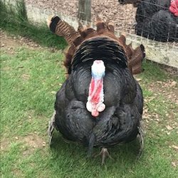 Seeds Market Cafe - Free range turkey