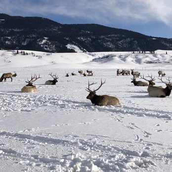 National Elk Refuge Sleigh Rides - Parks Near Me - Jackson, Wyoming National Elk Refuge Sleigh Rides - Parks Near Me - Jackson, Wyoming