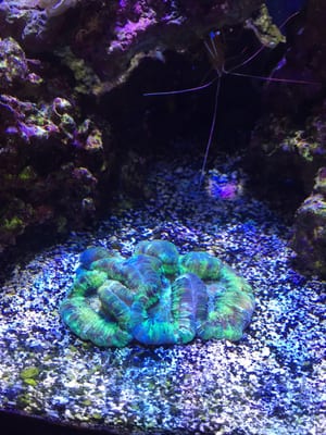 Coral Reef Imports