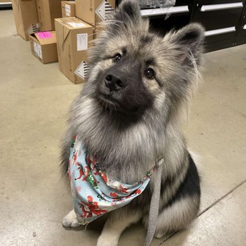 Waggs-N-Whiskers - Pet Groomers Near Me - Lakewood, Ohio