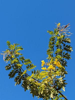 Arboretum and Botanical Garden at Cal State Fullerton by null