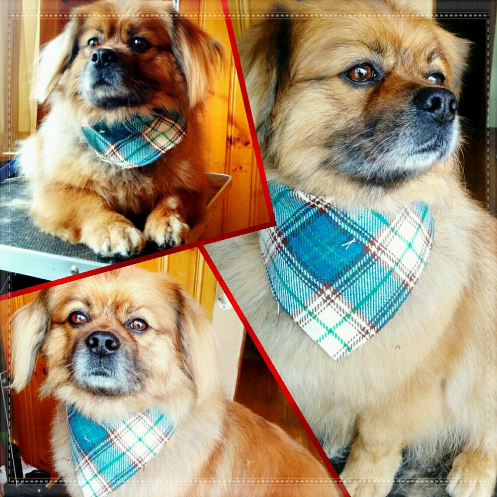 JESSI’S INHOME GROOMING Updated August 2024 201 10th Avenue NE, Calgary, Alberta Pet