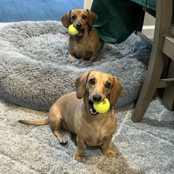 Pauly Kostora K9 Services - Pet Training Near Me Pauly Kostora K9 Services - Pet Training Near Me