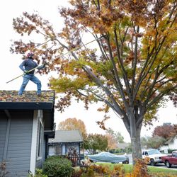 Cali Tree Professionals