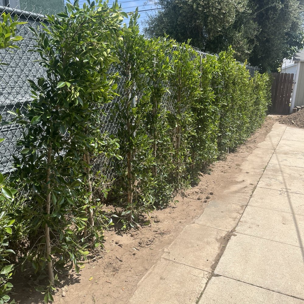 Sunset Tree Works - Ficus trees along the side of the house - Landscaping Near Me Sunset Tree Works - Ficus trees along the side of the house - Landscaping Near Me