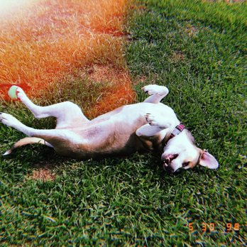 Pup Squad Animal Rescue - Animal Shelters Near Me Pup Squad Animal Rescue - Animal Shelters Near Me