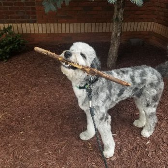 Peach Pet Care - Pet Sitting Near Me
