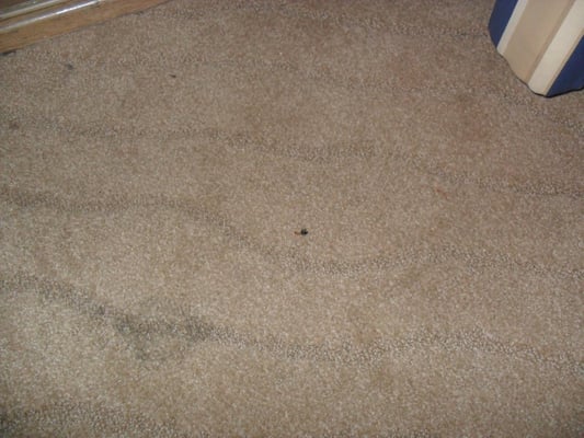 The Coeur d'Alene Resort by null