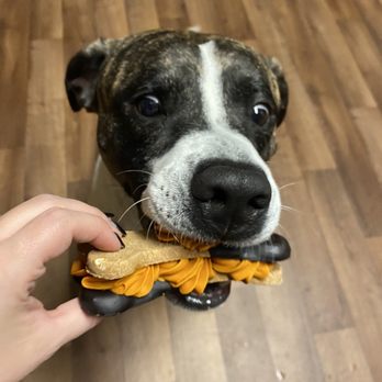 broad ripple dog bakery