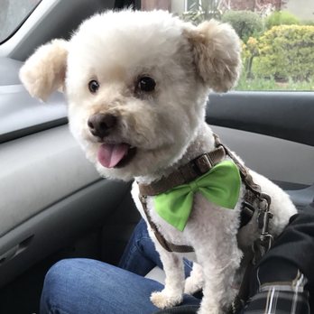 Pooch Pawlor Spa - Pet Groomers Near Me - Glendale, California Pooch Pawlor Spa - Pet Groomers Near Me - Glendale, California