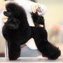 Photo of Cam Dee's Mobile Pet Grooming & Holistic Care Specialist.