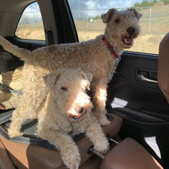 Country Feed Store - Alpha dogs - Pet Stores Near Me - Vista, California