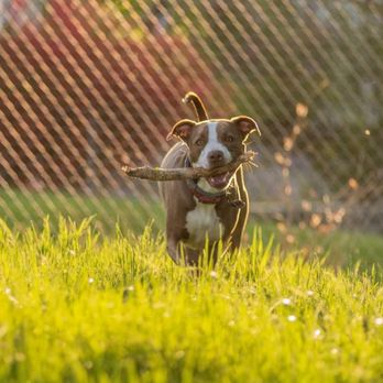 1 Eye Focused - nala walking through that golden hour lighting! what a beautiful dog she is !! - Event Photography Near Me 1 Eye Focused - nala walking through that golden hour lighting! what a beautiful dog she is !! - Event Photography Near Me