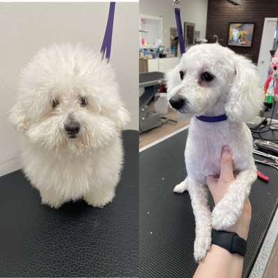 Ear Cleaning and Hygiene - Maintain your pet's ear hygiene with our gentle ear cleaning services, ensuring their ears are clean and free from wax or debris. Ear Cleaning and Hygiene - Maintain your pet's ear hygiene with our gentle ear cleaning services, ensuring their ears are clean and free from wax or debris.